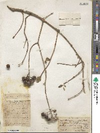 Lagerstroemia parviflora image