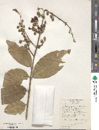 Lagerstroemia speciosa image