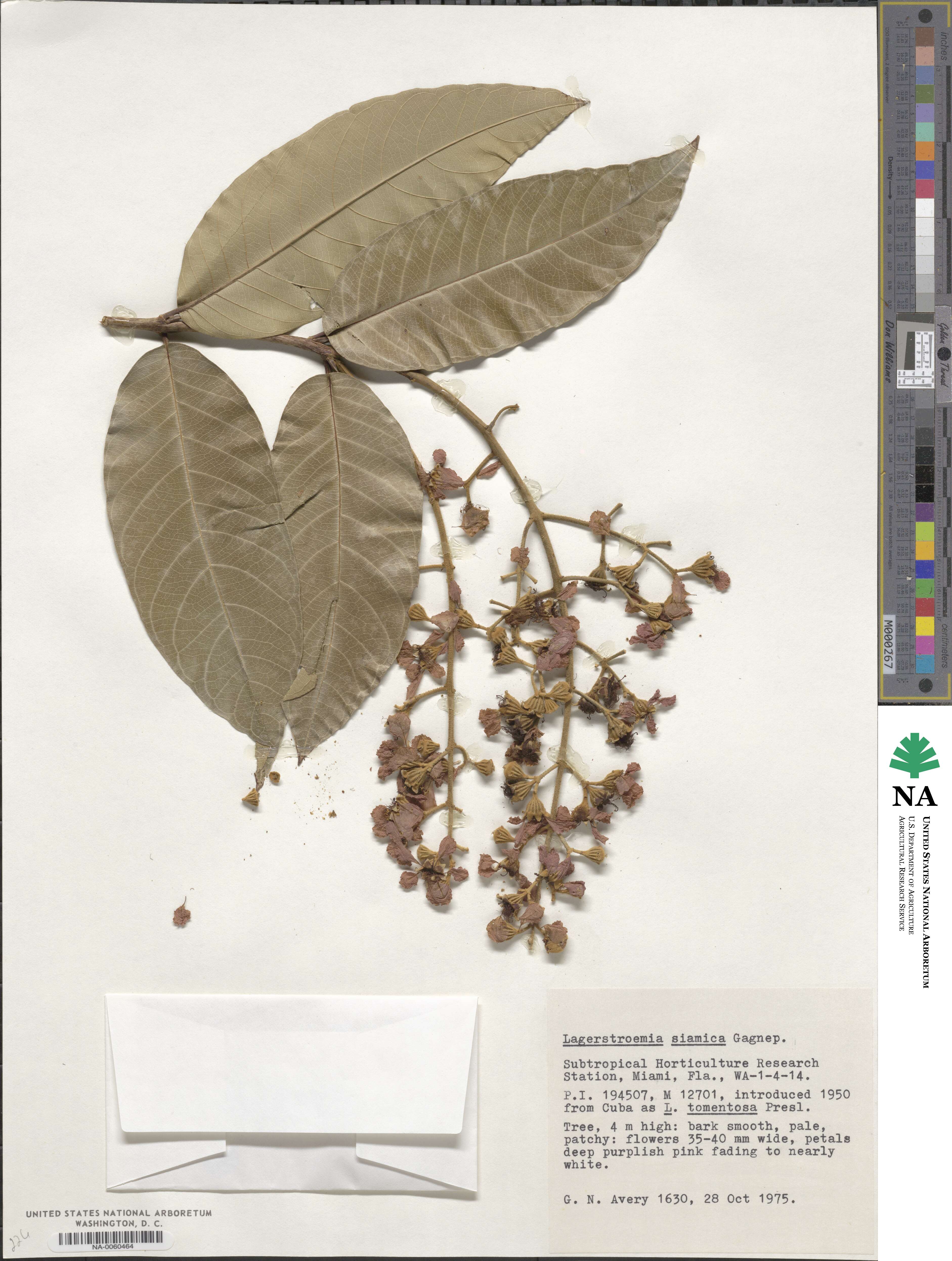 Lagerstroemia floribunda var. cuspidata image