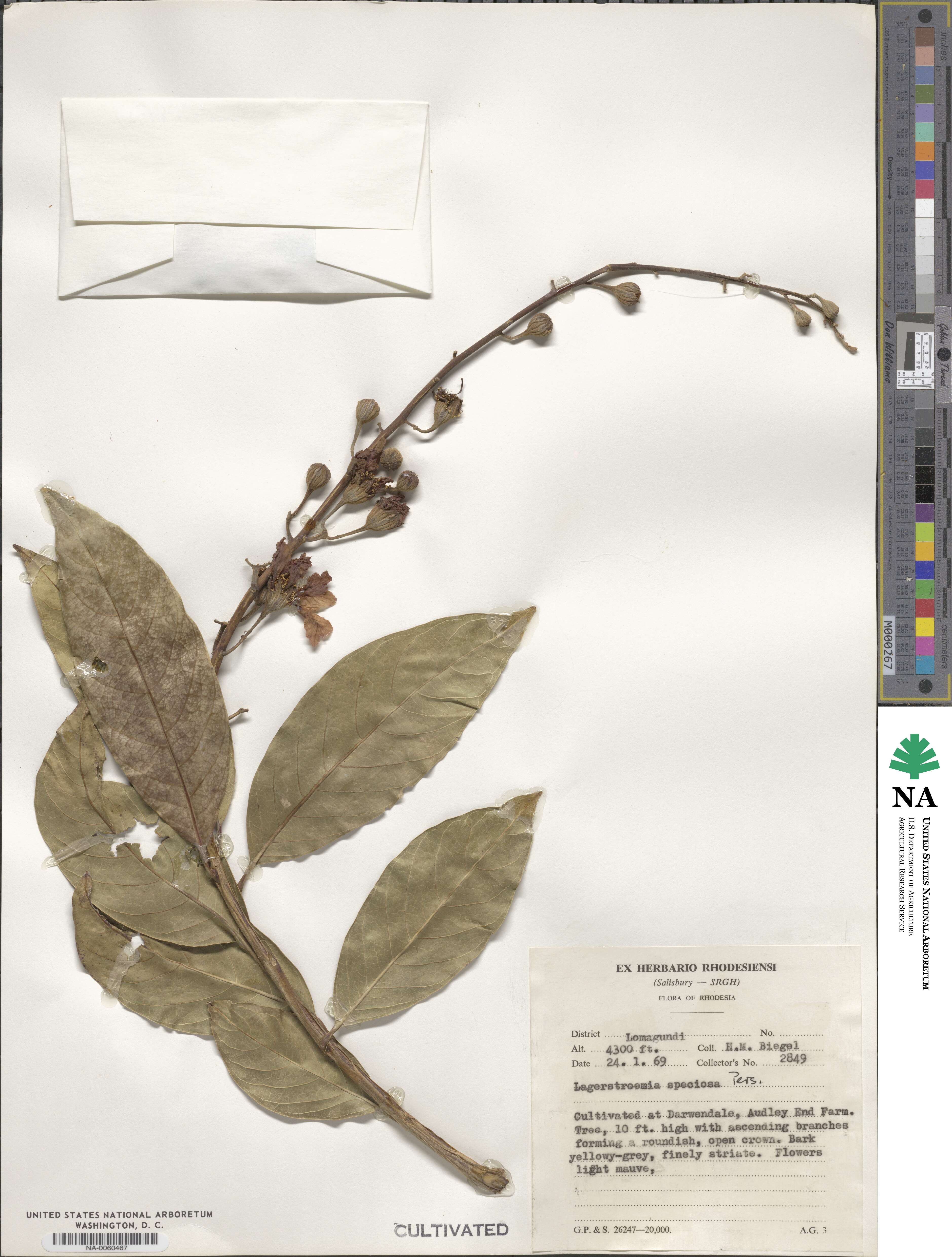 Lagerstroemia speciosa image