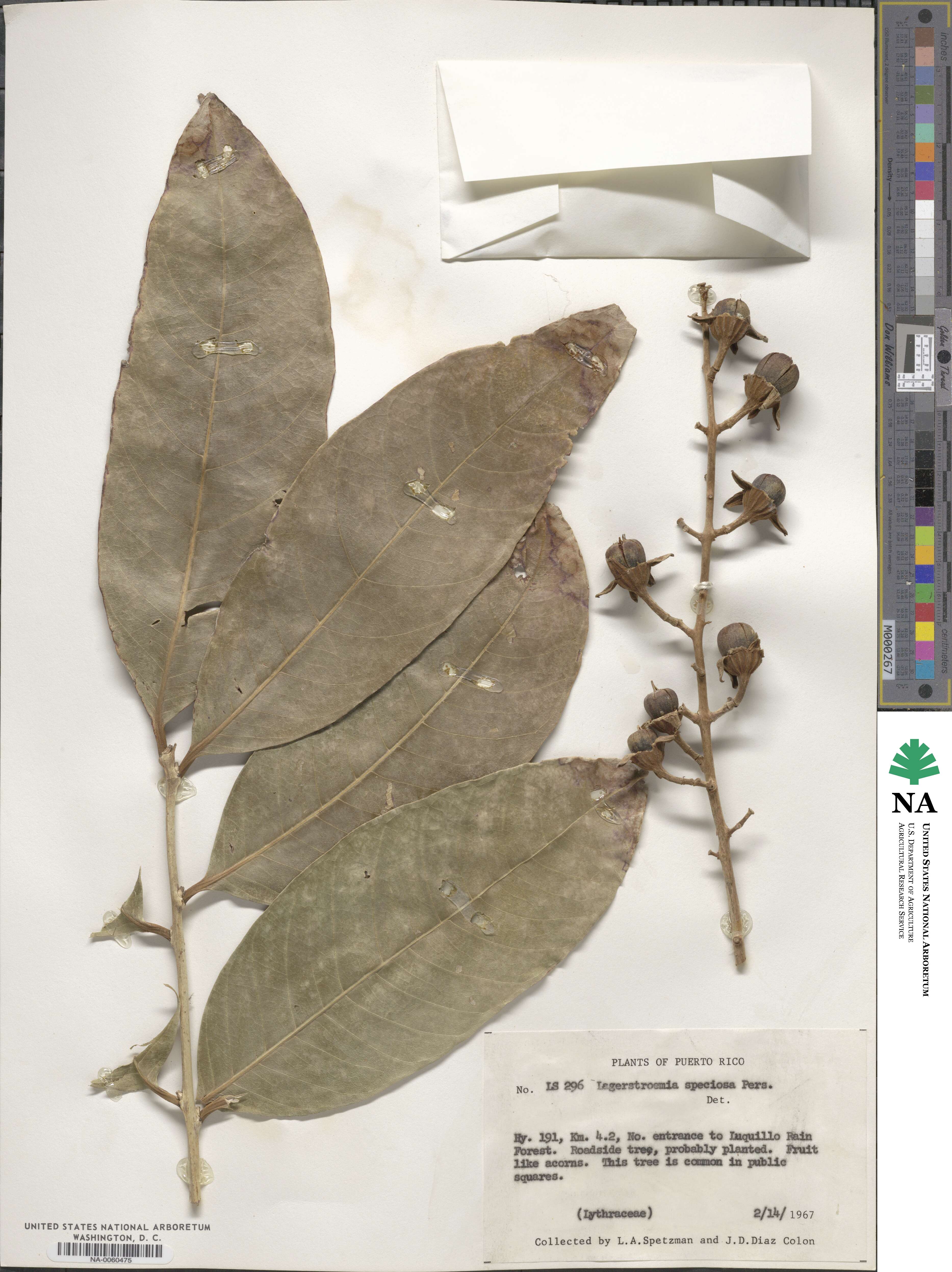 Lagerstroemia speciosa image