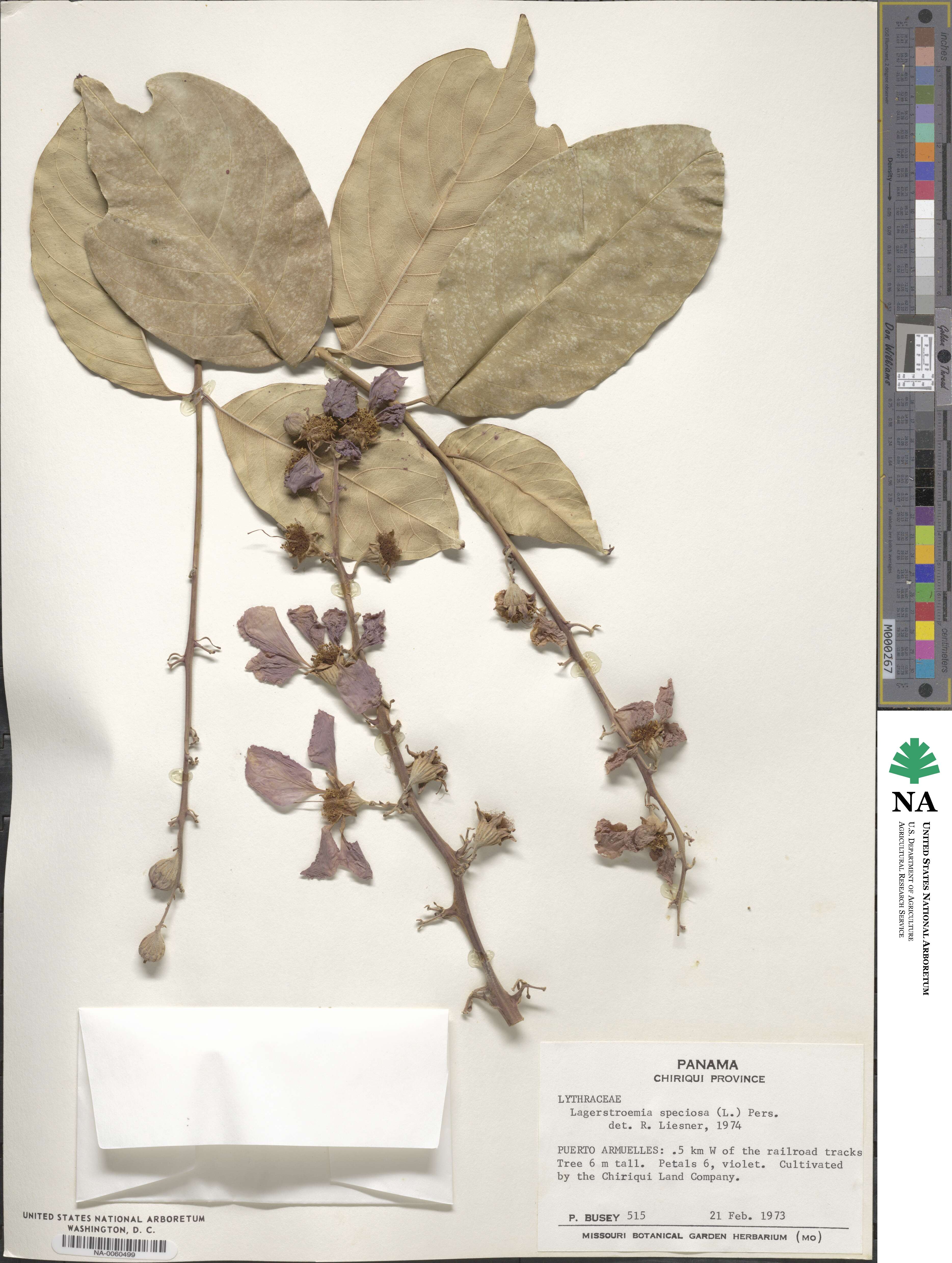 Lagerstroemia speciosa image