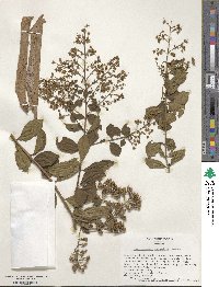 Lagerstroemia subcostata image