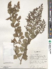 Lagerstroemia subcostata image