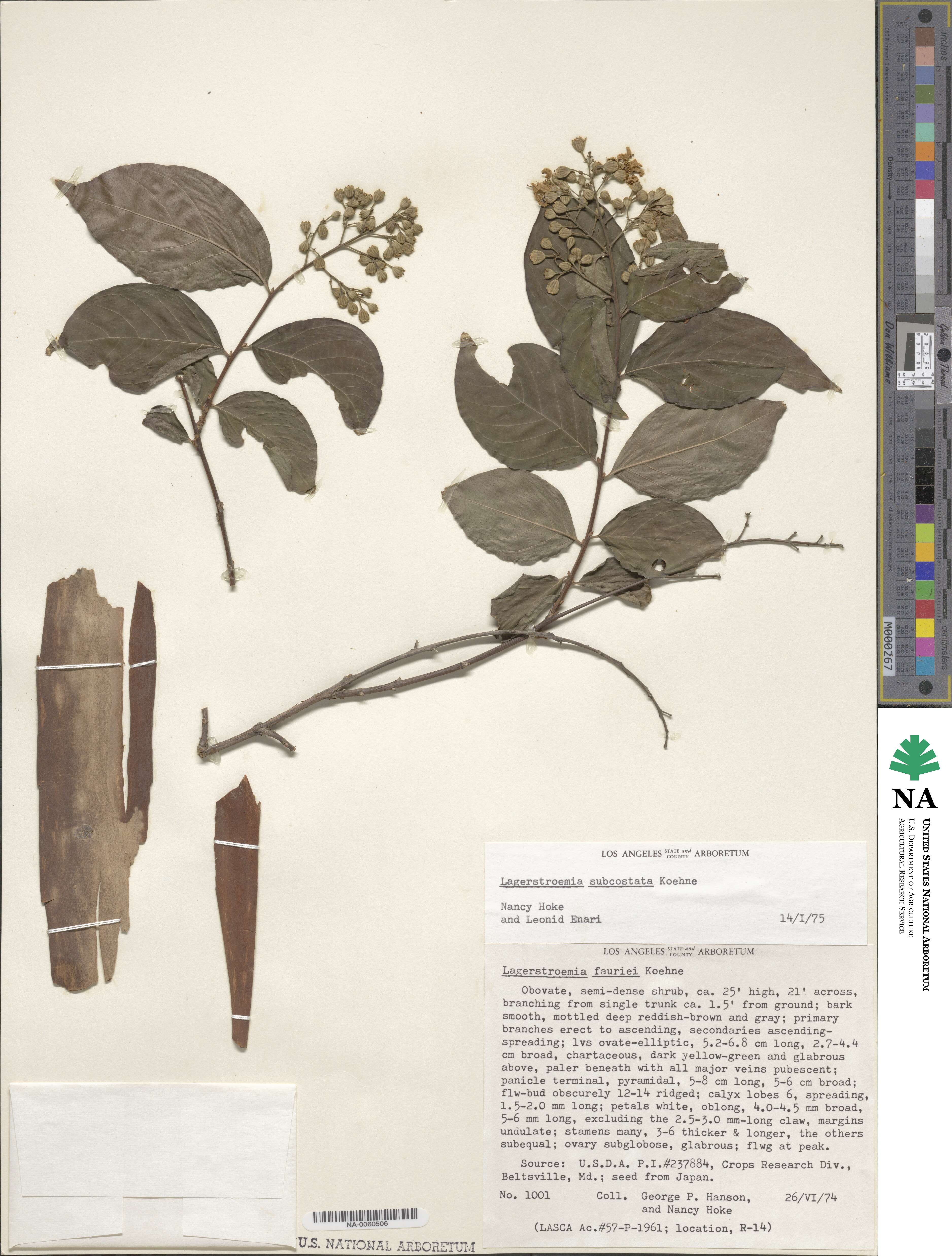 Lagerstroemia subcostata image