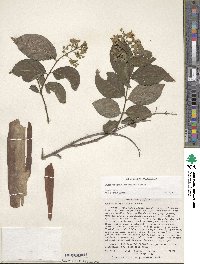 Lagerstroemia subcostata image