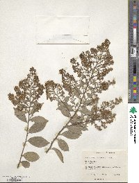 Lagerstroemia subcostata image