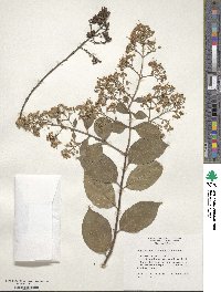 Lagerstroemia subcostata image