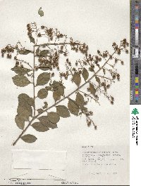 Lagerstroemia subcostata image