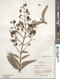 Image of Lagerstroemia tomentosa
