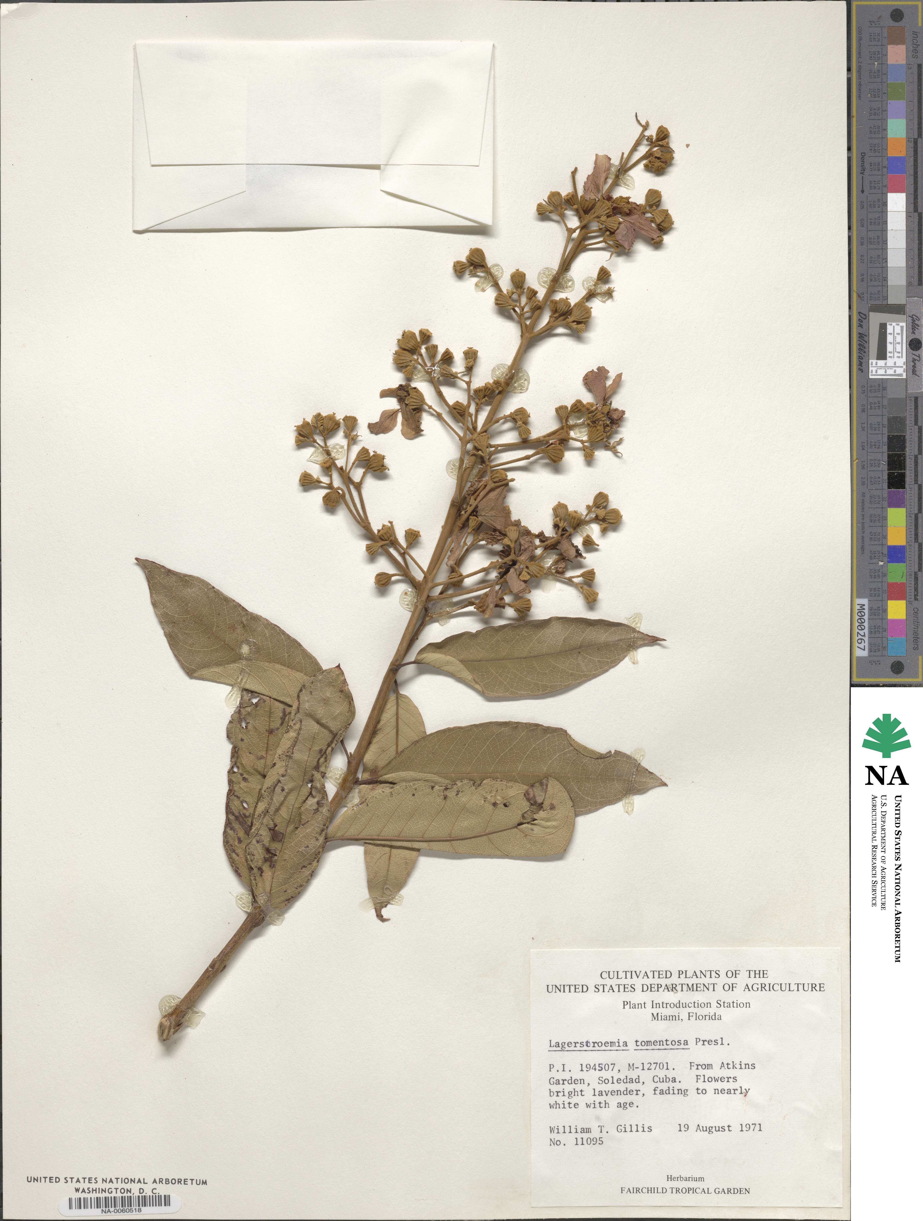 Lagerstroemia tomentosa image