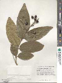 Lagerstroemia tomentosa image