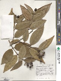 Lagerstroemia tomentosa image