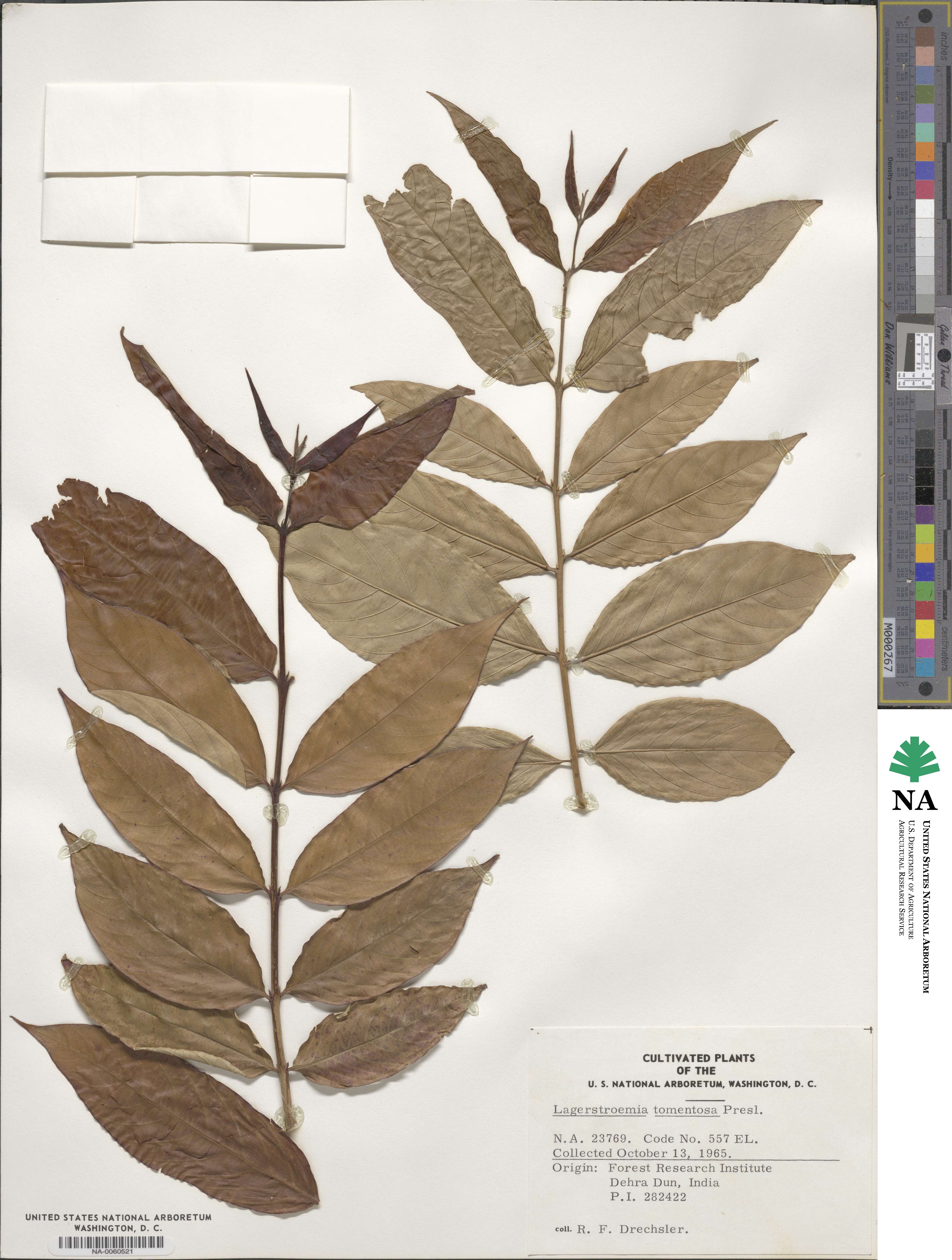 Lagerstroemia image