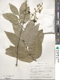 Lagerstroemia tomentosa image