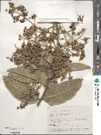 Lagerstroemia tomentosa image