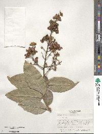 Lagerstroemia tomentosa image