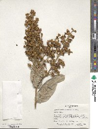 Lagerstroemia tomentosa image