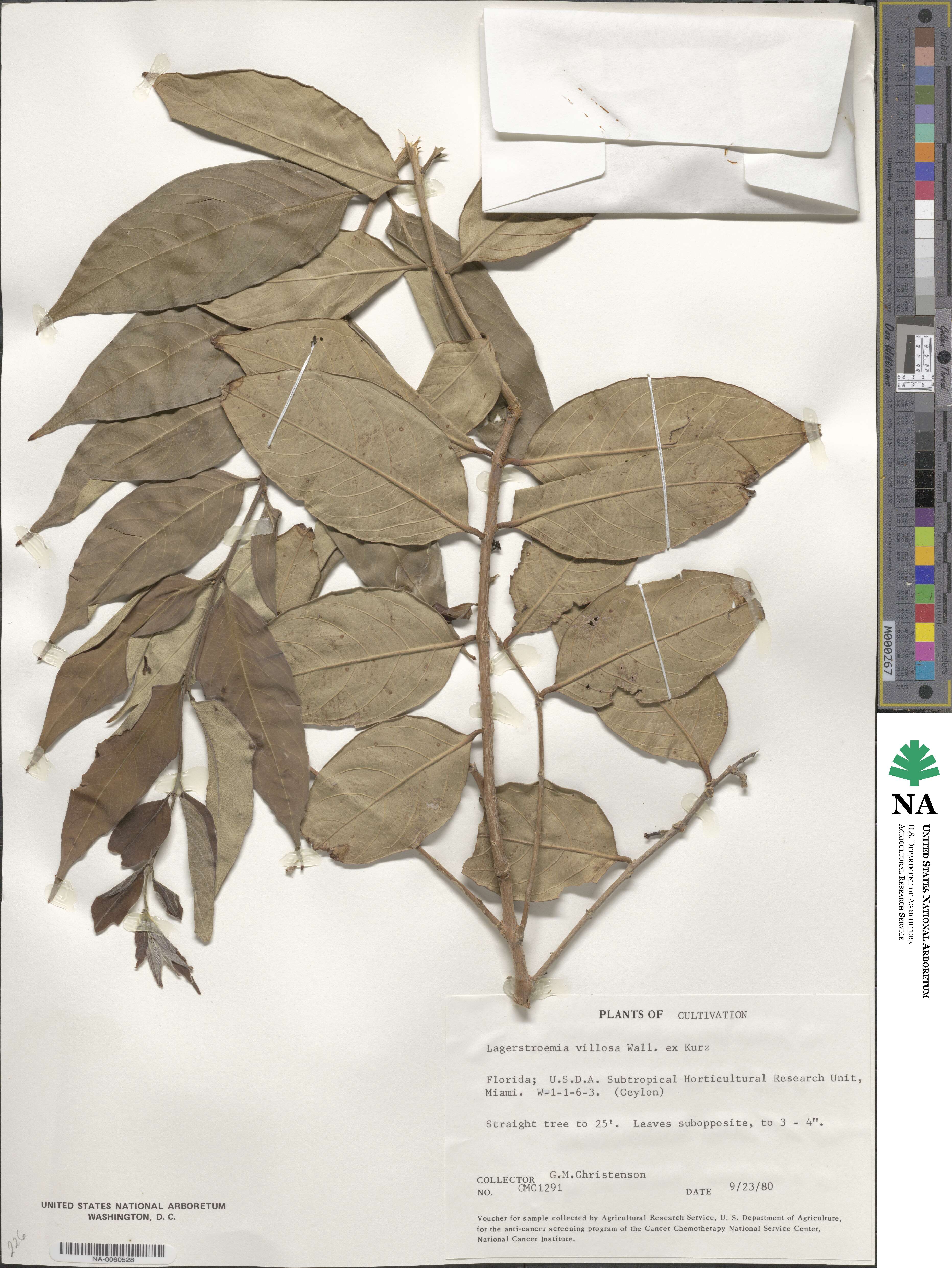 Lagerstroemia villosa image