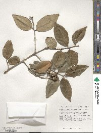 Lagerstroemia villosa image