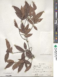 Ulmus alata image