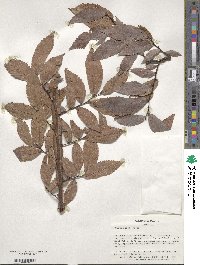 Ulmus alata image