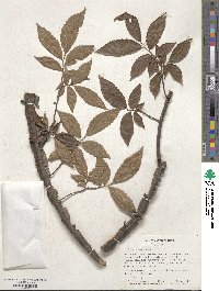 Ulmus alata image