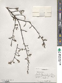 Ulmus alata image