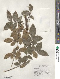 Ulmus alata image