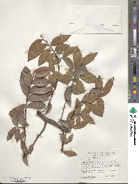 Ulmus alata image