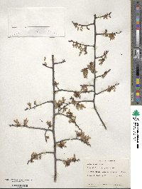 Ulmus alata image