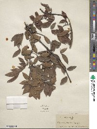 Ulmus alata image