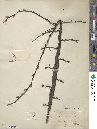 Ulmus alata image