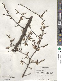 Ulmus alata image