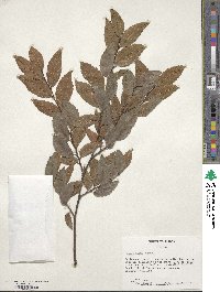 Ulmus alata image