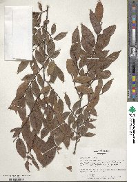 Ulmus alata image