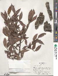 Ulmus alata image