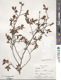 Ulmus alata image