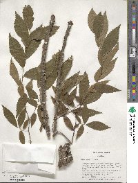 Ulmus alata image