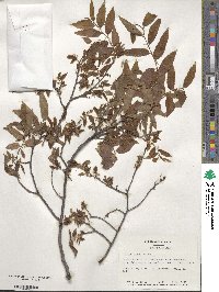 Ulmus alata image