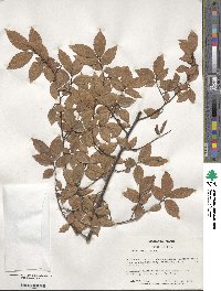 Ulmus alata image