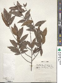 Ulmus alata image