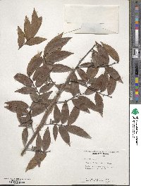 Ulmus alata image