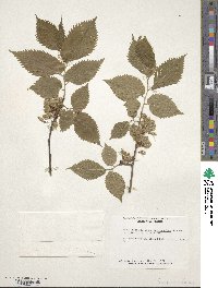 Ulmus laevis image