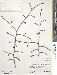 Ulmus bergmanniana image