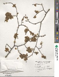 Ulmus minor image