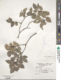 Ulmus minor image