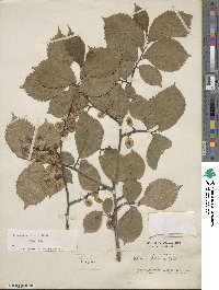 Ulmus minor image