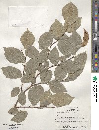 Ulmus minor image