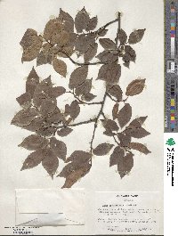 Ulmus minor image